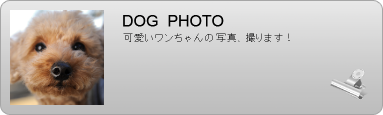 犬の写真撮ります