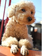 犬テスト 031.JPG
